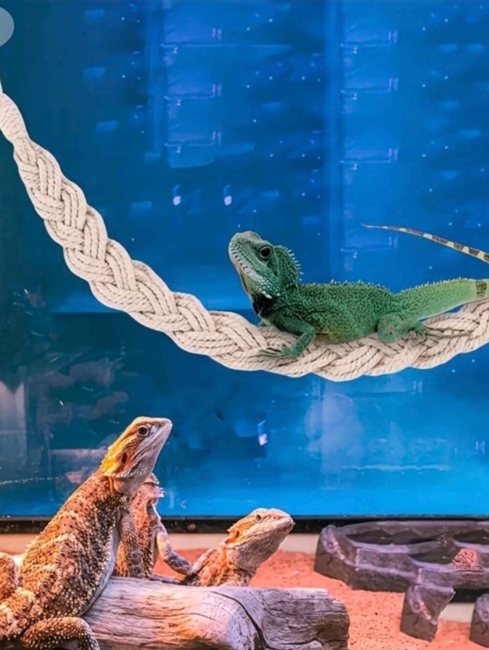 Reptile Braided Cotton Climbing Roap With 2 Suction Cups